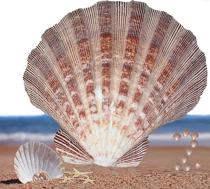 2 PCS Large Great Orange Lions Paw Scallop 5-6" Shells for Baking Smudging Craft Beach Decor. Ocean Beach Seashells Perfect for Home Decoration, Art Craft, Vase Filler Fish Tank