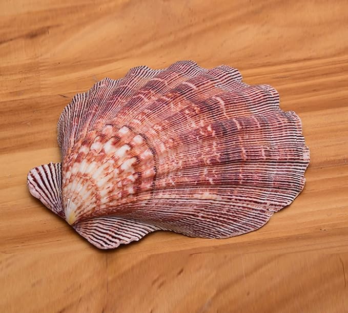 2 PCS Large Great Orange Lions Paw Scallop 5-6" Shells for Baking Smudging Craft Beach Decor. Ocean Beach Seashells Perfect for Home Decoration, Art Craft, Vase Filler Fish Tank